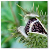 ASIA SZAFRAN – „GRACJE”