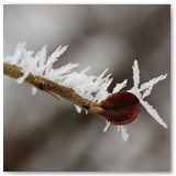 ASIA SZAFRAN – „GRACJE”