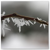 ASIA SZAFRAN – „GRACJE”