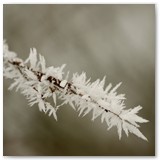 ASIA SZAFRAN – „GRACJE”