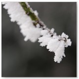 ASIA SZAFRAN – „GRACJE”