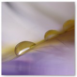 ASIA SZAFRAN – „GRACJE”