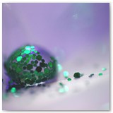 ASIA SZAFRAN – „GRACJE”