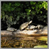 ANDRZEJ GRUSZCZYŃSKI