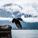 JOANNA FANGRAT - „PSTRYKI”