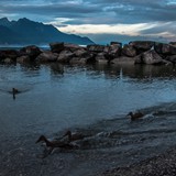 JOANNA FANGRAT - „PSTRYKI”