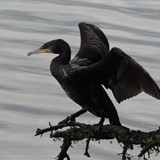 ANDRZEJ GRUSZCZYŃSKI