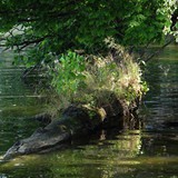 ANDRZEJ GRUSZCZYŃSKI