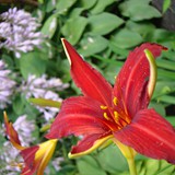 BASIA KRZEMIŃSKA-SOBCZYK