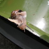 BASIA KRZEMIŃSKA-SOBCZYK