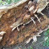 BASIA KRZEMIŃSKA-SOBCZYK