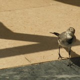 BASIA KRZEMIŃSKA-SOBCZYK