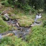 JOANNA FERSKA - RZEPKA