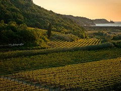 21 Pola winorośli na półwyspie Piran. Słowenia. 2011-05